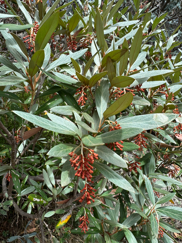 Grevillea victoriae, photograph 5