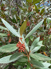 Grevillea victoriae, photograph (c) Caleb Catto, some rights reserved (CC BY)