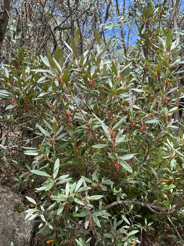 Grevillea victoriae, photograph 6