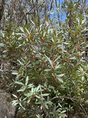 Grevillea victoriae, photograph (c) Caleb Catto, some rights reserved (CC BY)