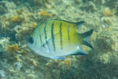 Abudefduf whitleyi