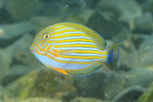 Striped Surgeonfish, photo 10 of 10