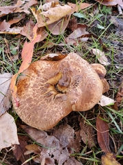 Paxillus ammoniavirescens