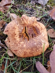 Paxillus ammoniavirescens