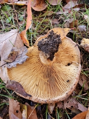 Paxillus ammoniavirescens