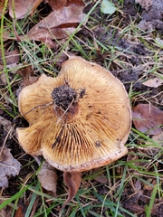 Paxillus ammoniavirescens