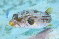 Striped Puffer photo 2