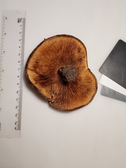 Paxillus ammoniavirescens
