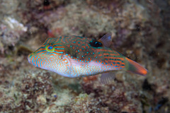Canthigaster bennetti