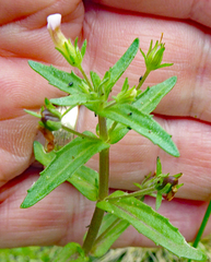 Gratiola pedunculata