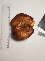 Paxillus ammoniavirescens