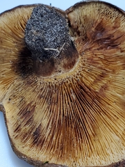 Paxillus ammoniavirescens