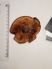 Paxillus ammoniavirescens