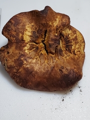 Paxillus ammoniavirescens