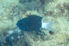 Pycnochromis margaritifer