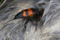 Nicrophorus marginatus