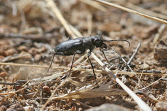Cicindela plutonica
