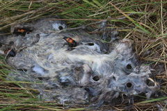 Nicrophorus marginatus