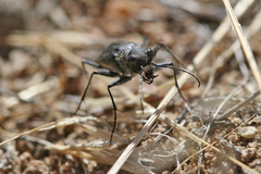 Cicindela plutonica