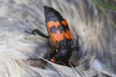 Nicrophorus marginatus