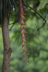 Tillandsia prodigiosa