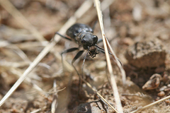 Cicindela plutonica