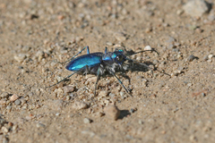 Cicindela plutonica leachi
