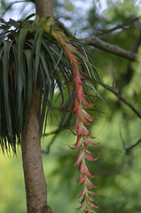Tillandsia prodigiosa