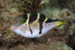 Paraluteres prionurus