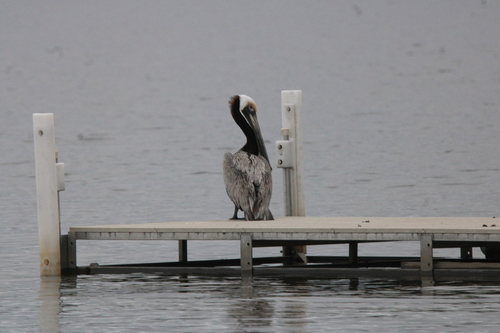 Brown Pelican photographed in Michigan