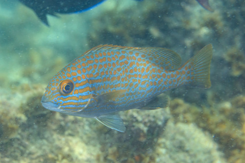 Goldspotted sweetlips (Plectorhinchus flavomaculatus) — Haemulidae — 4