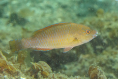 Scarus ghobban