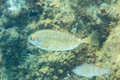 Siganus spinus