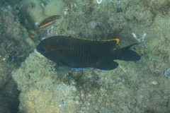 Plectroglyphidodon apicalis