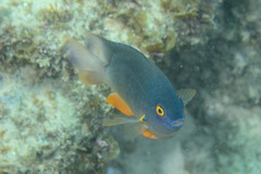 Plectroglyphidodon gascoynei