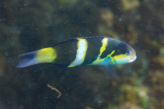 Thalassoma nigrofasciatum