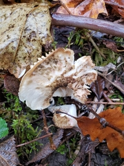 Cuphophyllus angustifolius