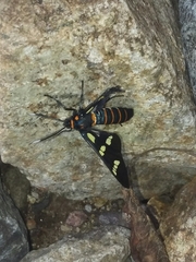 Syntomeida melanthus