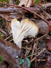 Cuphophyllus angustifolius