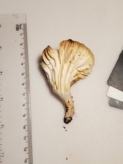 Cuphophyllus angustifolius