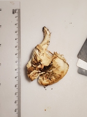 Cuphophyllus angustifolius