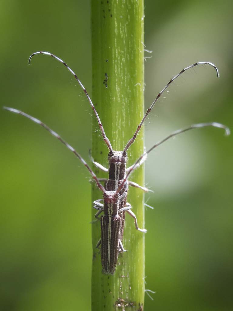 Emphytoecia lineolata