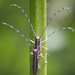 Emphytoecia lineolata - Photo (c) Claudio Maureira, some rights reserved (CC BY-NC-SA), uploaded by Claudio Maureira