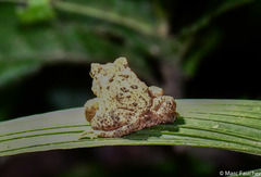 Ingerophrynus divergens