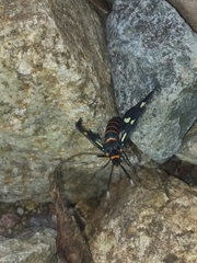 Syntomeida melanthus