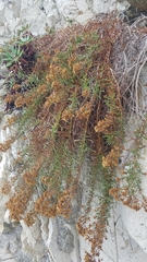 Deinandra clementina