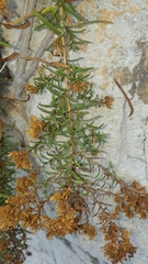 Deinandra clementina