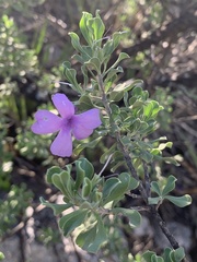 Leucophyllum langmaniae