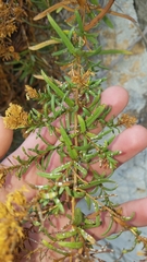 Deinandra clementina