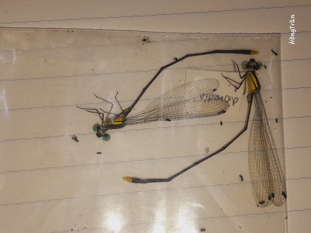Coeliccia diomedea
